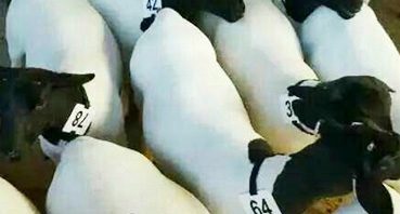 如何加工牛羊飼料？